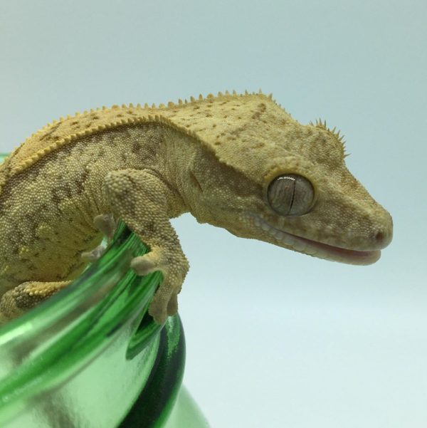 Juvenile Yellow Reverse Partial Quad pinstripe Crested Gecko