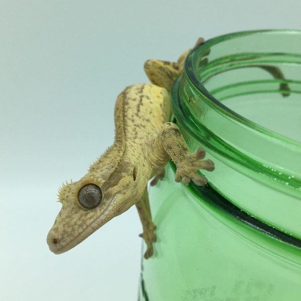 Juvenile Yellow Reverse Partial Quad pinstripe Crested Gecko