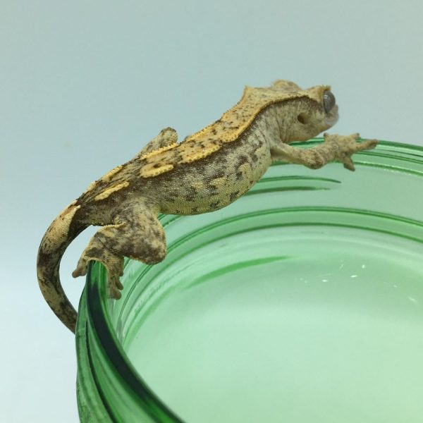 Juvenile Yellow Reverse Partial Quad pinstripe Crested Gecko