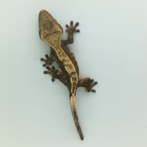 Juvenile Partial Pinstripe Crested Gecko