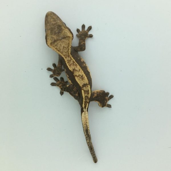 Juvenile Partial Pinstripe Crested Gecko