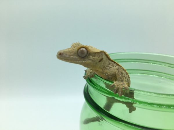 Juvenile Yellow Reverse Partial Quad pinstripe Crested Gecko - SSHP