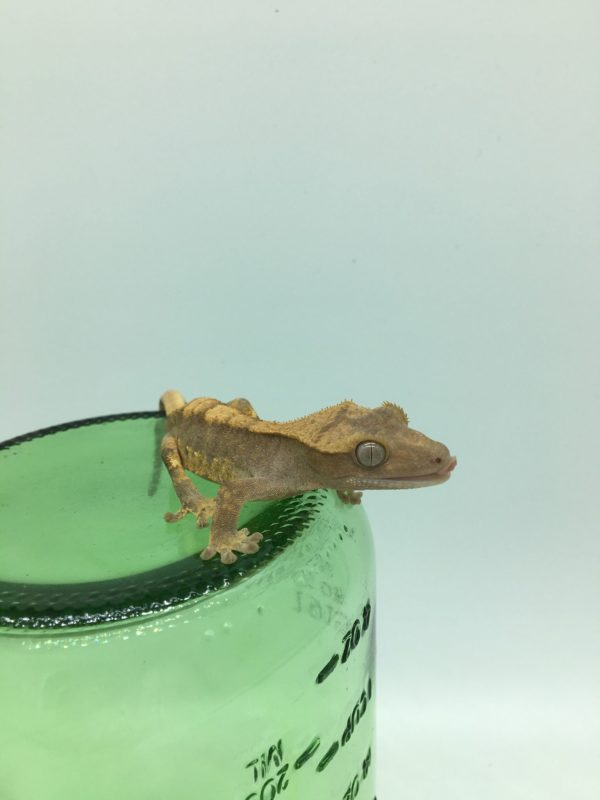 Juvenile Red Harlequin Crested Gecko