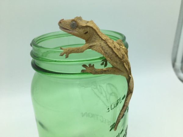 Juvenile Yellow Reverse Partial Quad pinstripe Crested Gecko