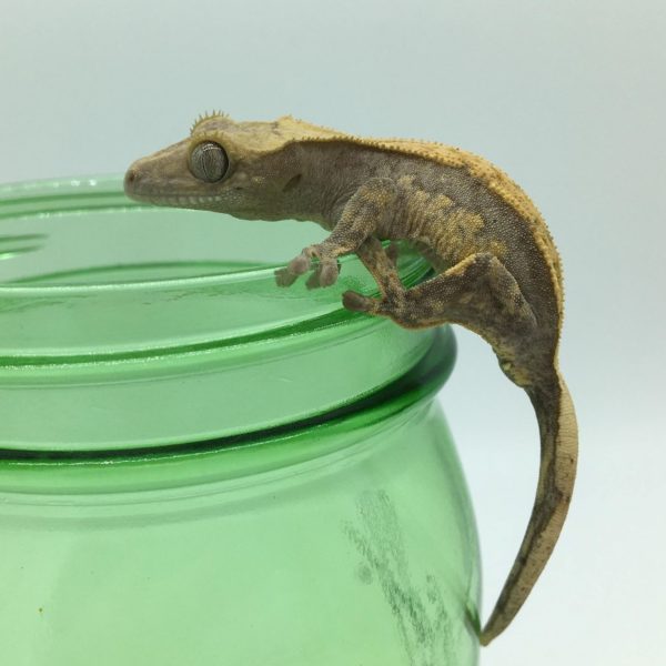 Juvenile Partial Quad Pinstripe Crested Gecko