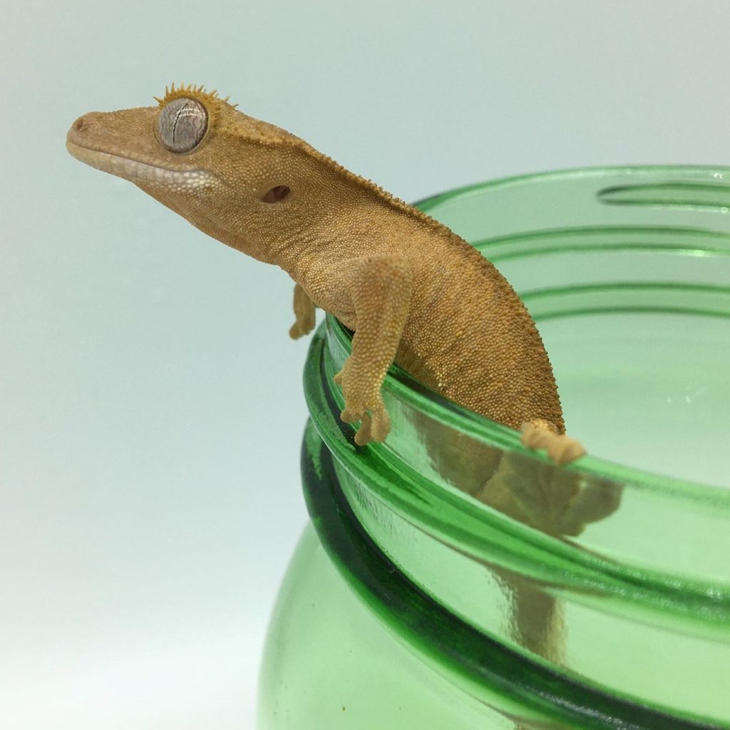 Juvenile Red Patternless Crested Gecko Sshp 1034 Sunset Hills Pets