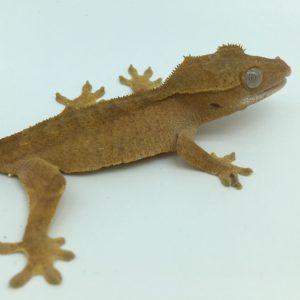 Juvenile Red Patternless Crested Gecko